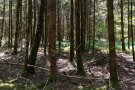 Waldbestand vor der Durchforstung, einige Bäume sind farbig markiert