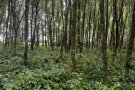 ungepflegter Baumbestand