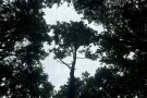 durch ein Baumkronendach sieht man den Himmel
