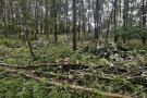 gefällte Bäume liegen auf dem Waldboden