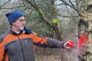 Mann markiert einen Baum mit Sprühfarbe