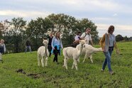 Frauen und Männer führen drei weiße Alpakas an der Leine über ein Feld.