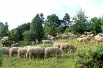 Schafherde in Heckenlandschaft
