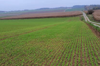 Aufkeimende Pflanzen auf einem Feld