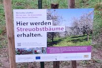 Schild mit der Aufschrift: Hier werden Streuobstbäume erhalten.
