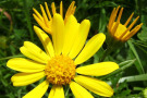 Gelbe Blüte des Wasserkreuzkrautes