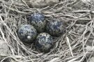 4 Eier in einem Nest