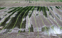 Überflutetes Maisfeld mit jungen Pflanzen